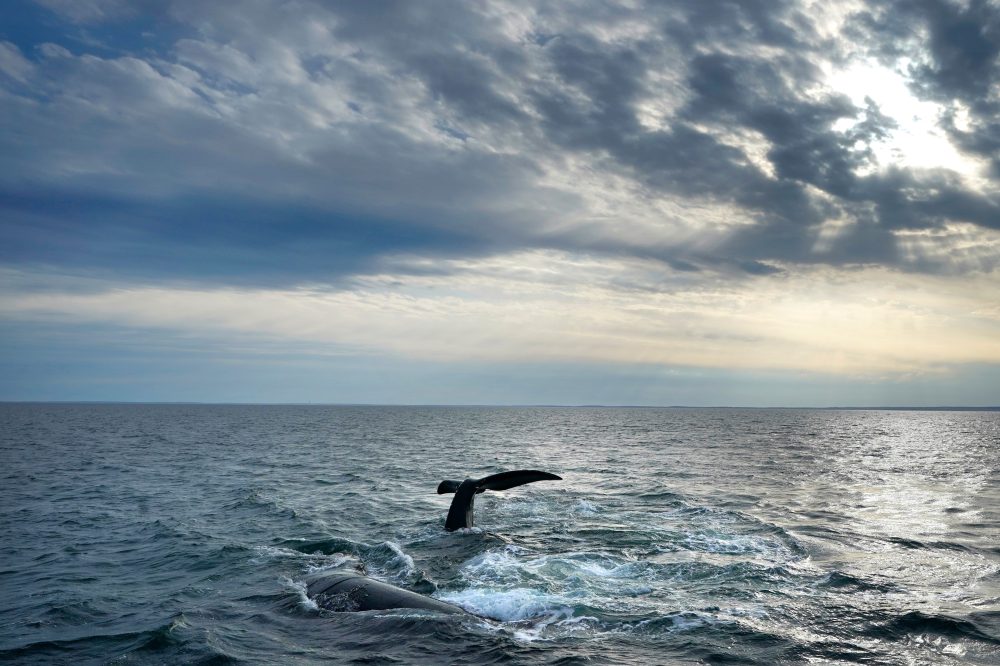 Trump Administration Backs Plan to Delay Right Whale Protections Until 2035