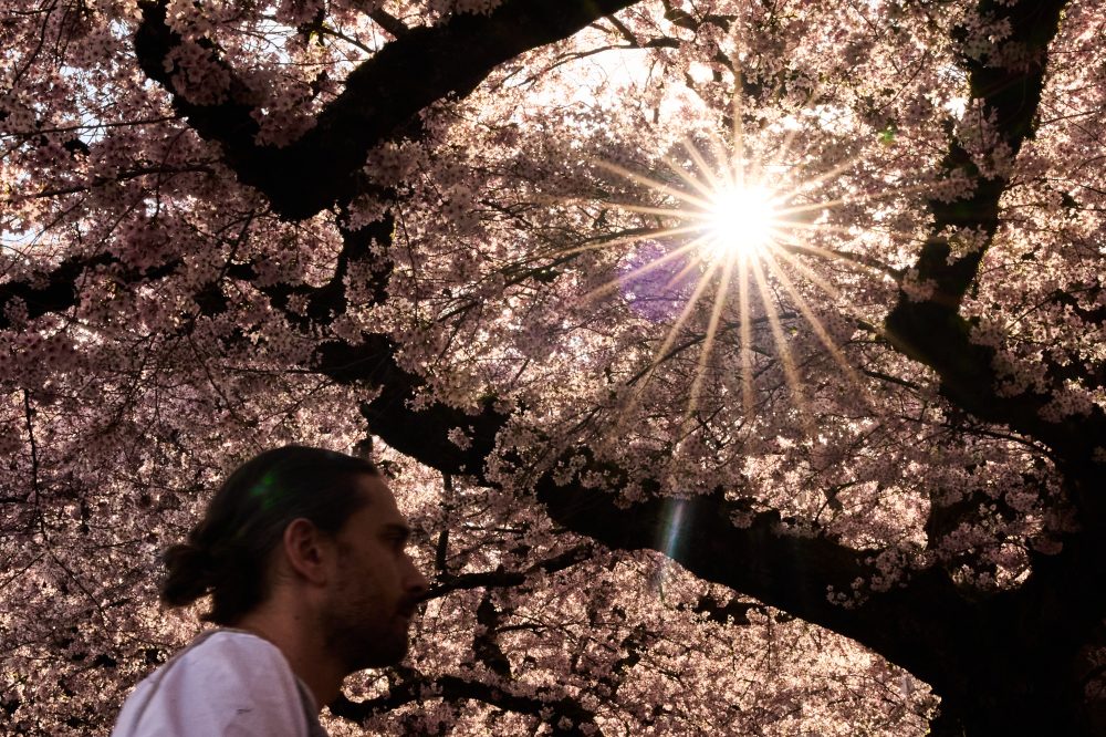 Global Research Shows Trees Cool Cities, But Not Where Heat Relief Is Needed Most