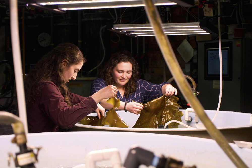 Seaweed Could Power Future Aircraft and Ships, But Major Obstacles Remain