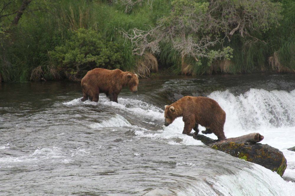 Court Allows Alaska Bear Killings to Continue for Caribou Protection
