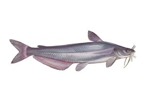 Maryland Offers Nine Blue Catfish Tournaments in 2026 to Combat Invasive Species