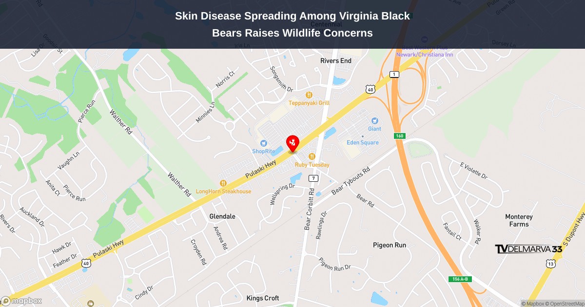 Skin Disease Spreading Among Virginia Black Bears Raises Wildlife Concerns