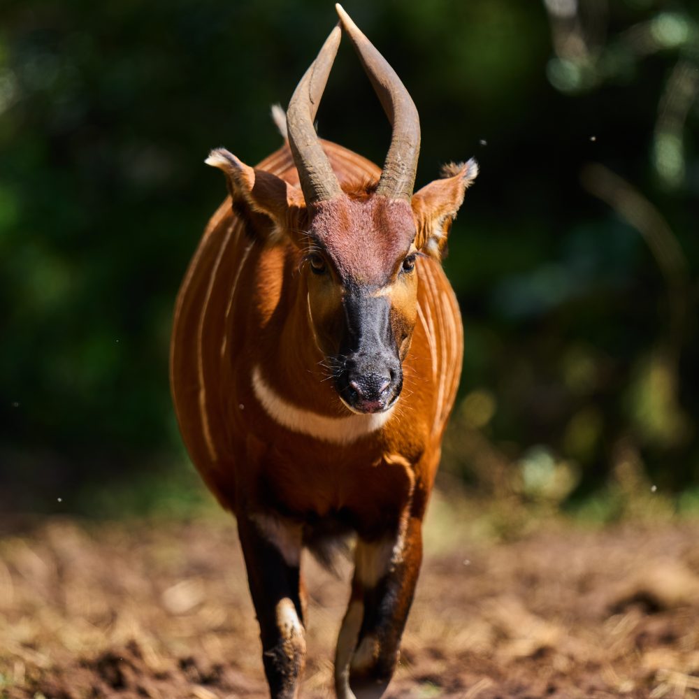 Kenya Works to Save ‘Ghost’ Antelope From Extinction