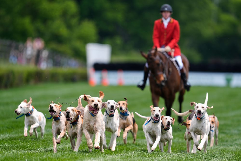 Foxhounds Steal Show at Nashville’s Historic Iroquois Steeplechase