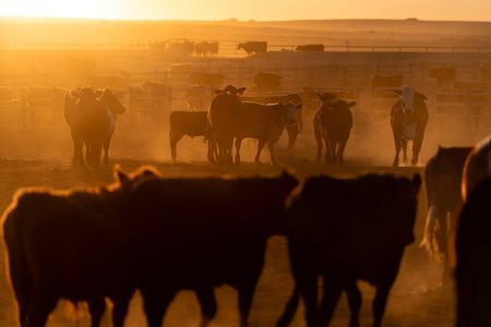 President Trump Plans Executive Orders to Combat Rising Beef Prices