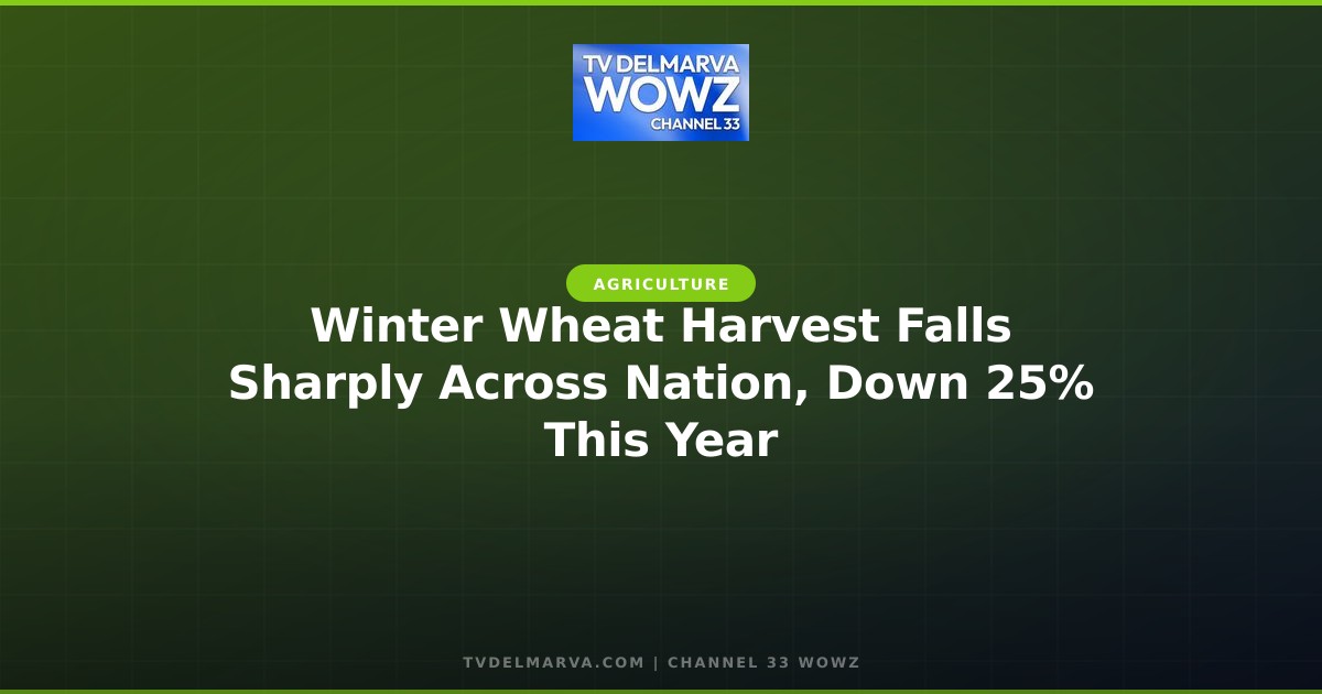 Winter Wheat Harvest Falls Sharply Across Nation, Down 25% This Year