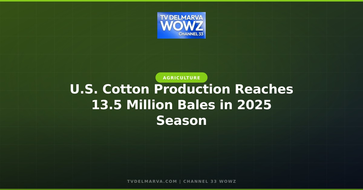 U.S. Cotton Production Reaches 13.5 Million Bales in 2025 Season