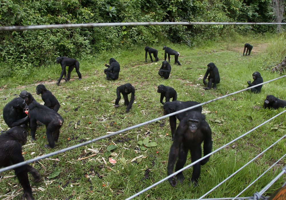 Congo Sanctuary Saves Orphaned Bonobos From Poaching and Extinction