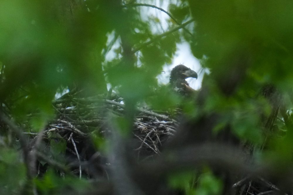 Chicago Welcomes First Baby Bald Eagles in Over 100 Years