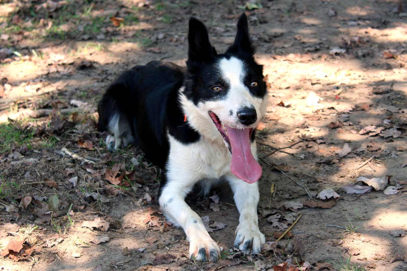 Contest Seeks America’s Top Farm Dog with $5,000 Prize