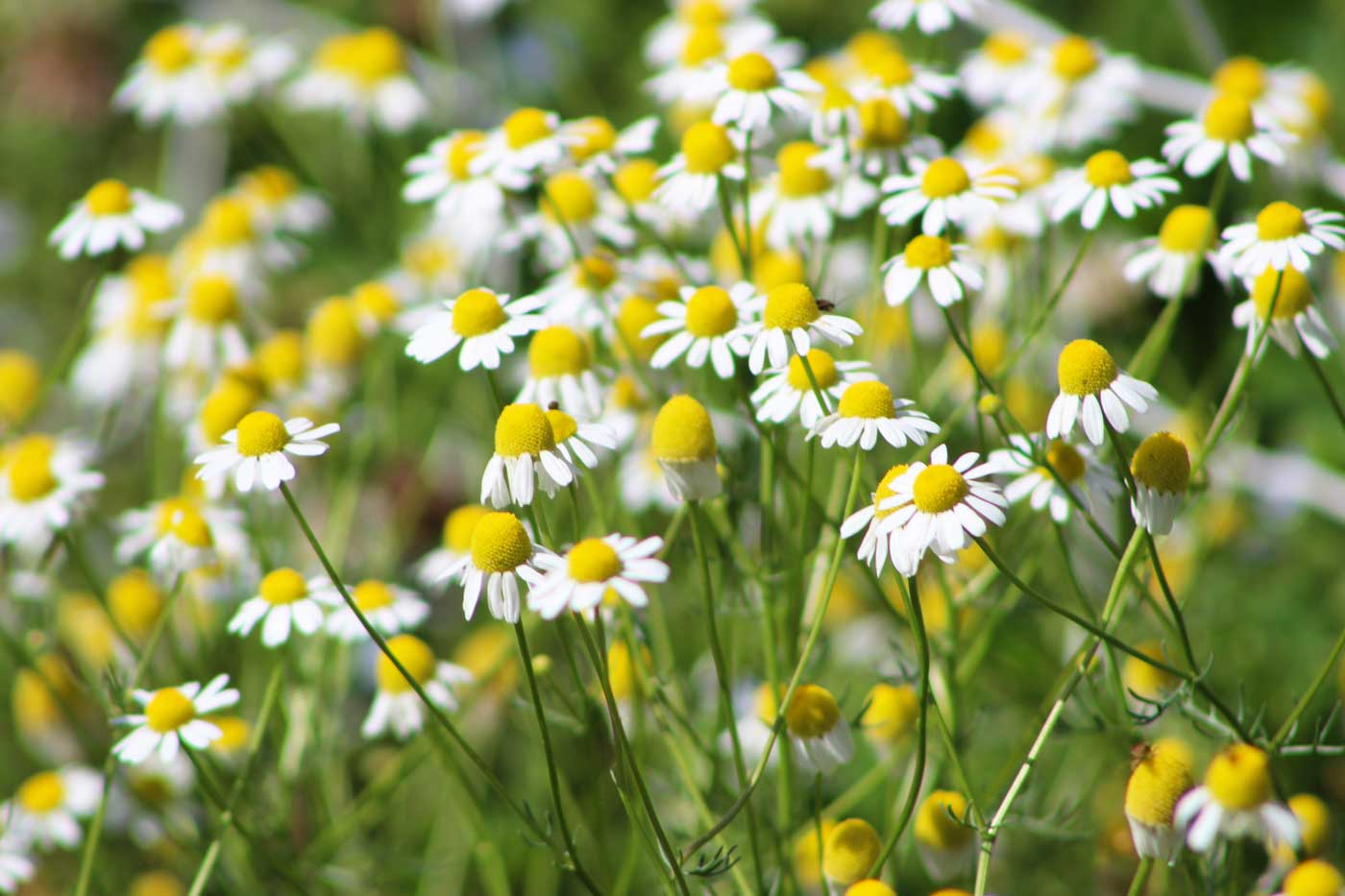 Growing Relaxing Herbs at Home Can Boost Mental Health This May