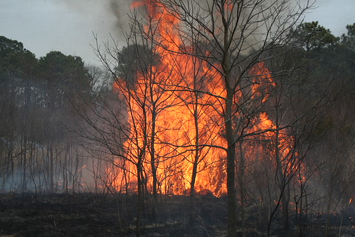 Maryland Wildfire Report Shows Doubled Burn Area in 2025, Arson Main Culprit