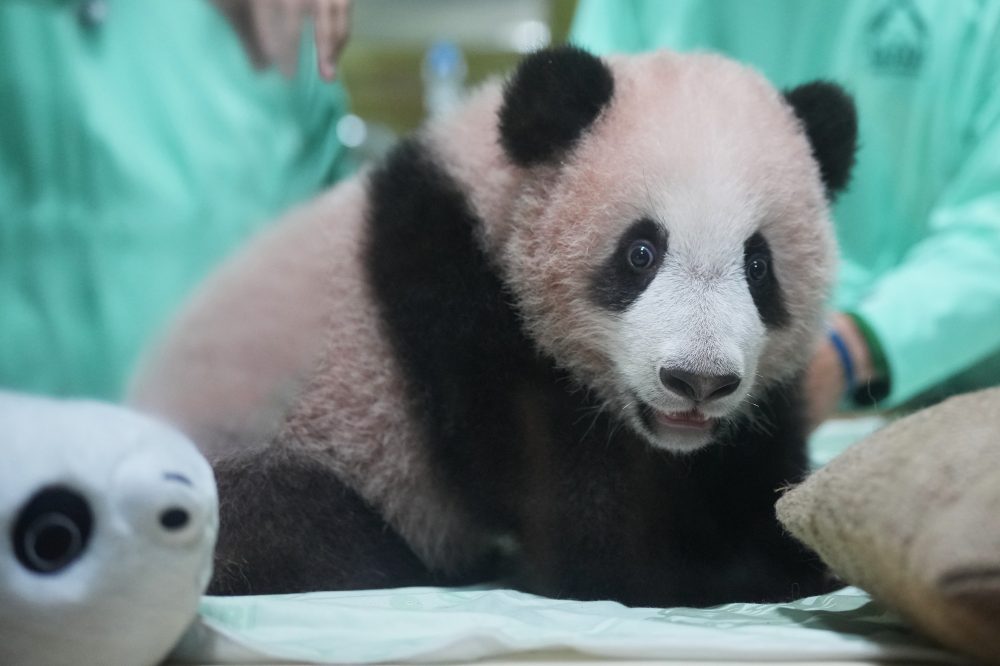 Indonesia’s First Baby Panda Rio Prepares for Public Debut This Month