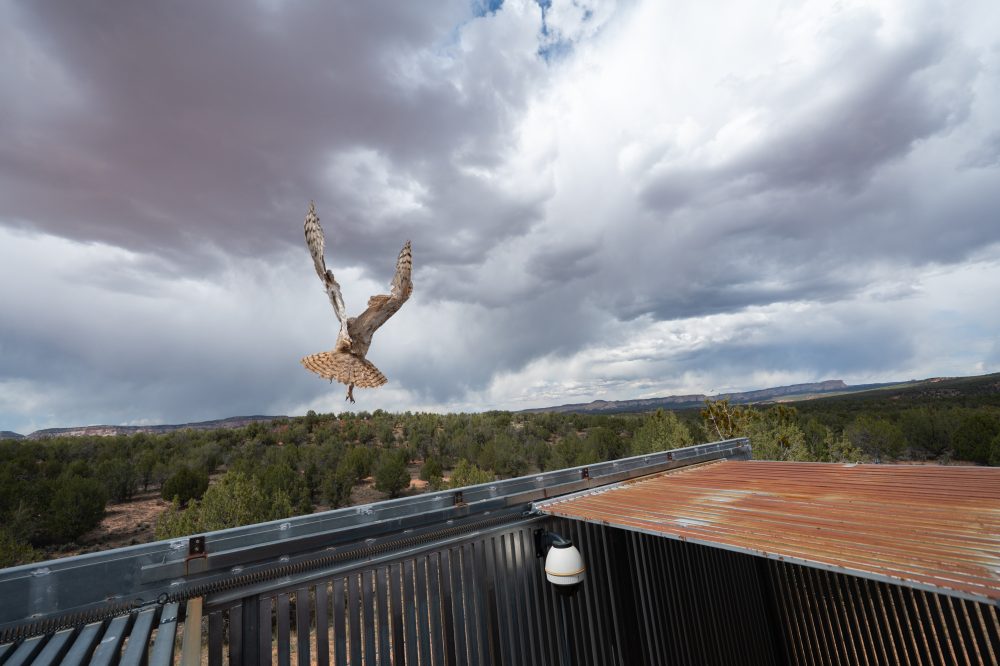 Concrete-Covered Owl Soars Free After Months of Specialized Care