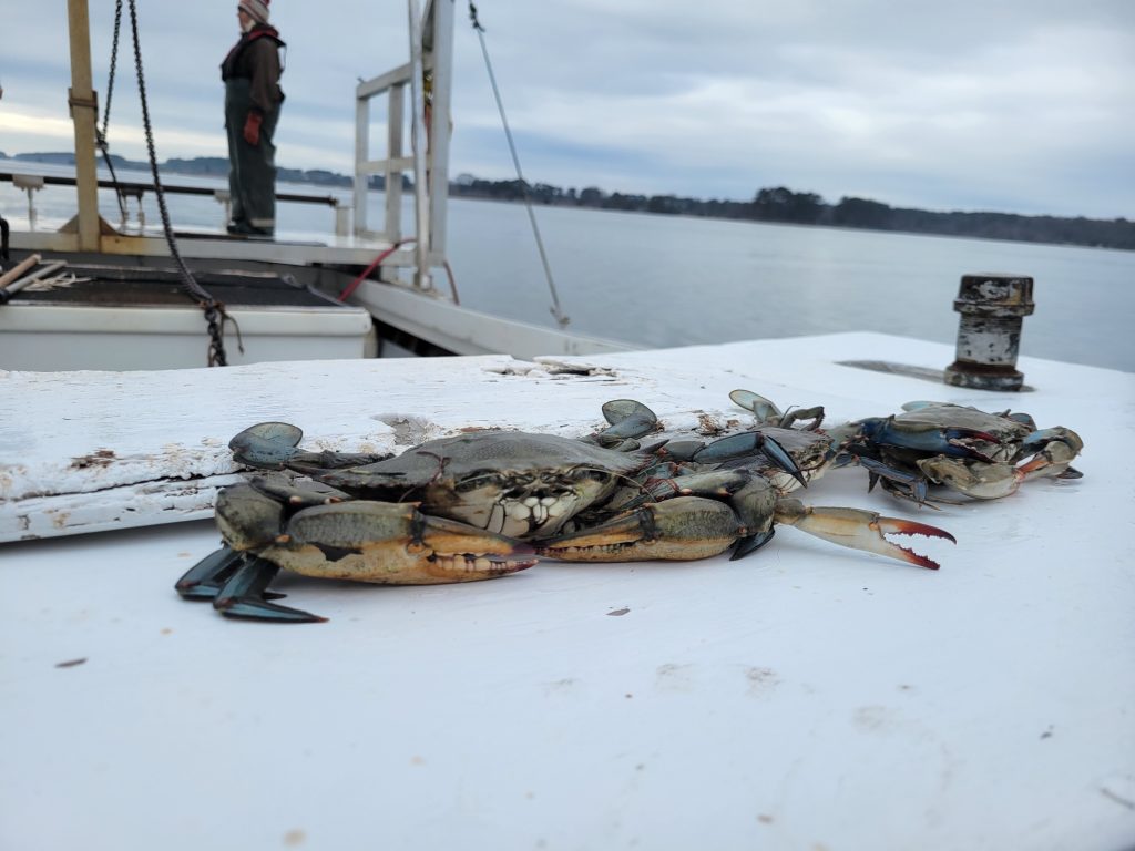 Chesapeake Bay Blue Crab Population Jumps 46% in Latest Survey