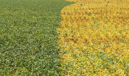 Brazil May Shift Agricultural Exports as US-China Trade Deal Takes Shape