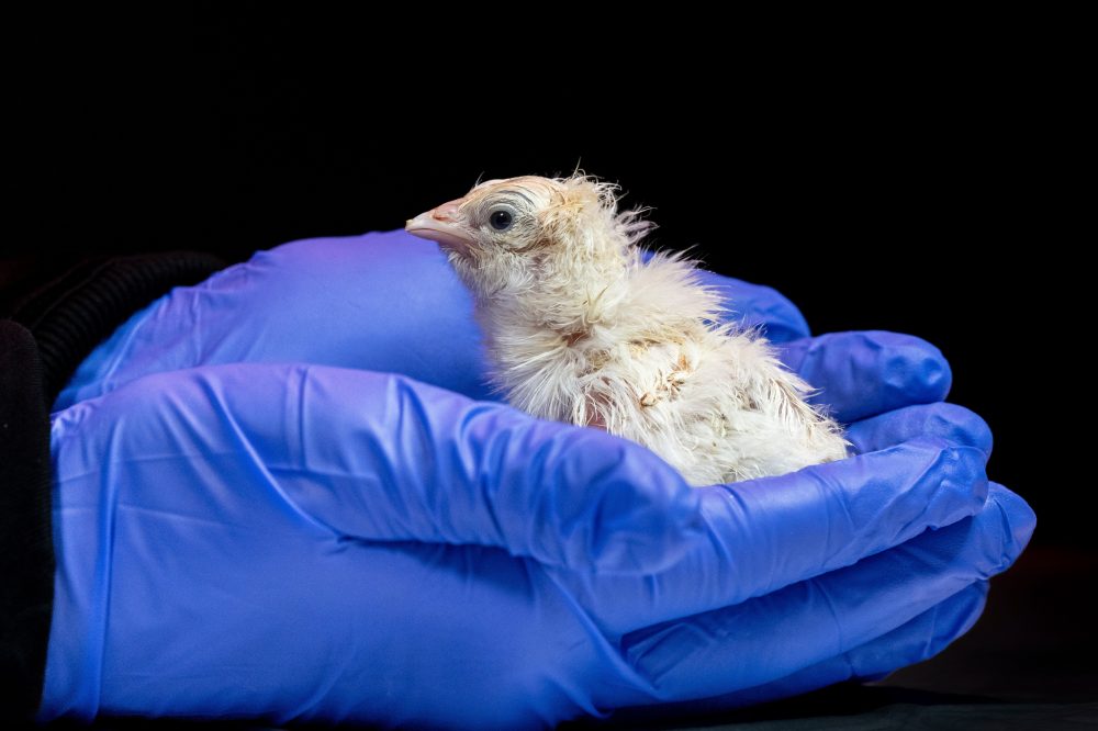 Biotech Company Successfully Hatches Chicks Using 3D-Printed Artificial Eggshell
