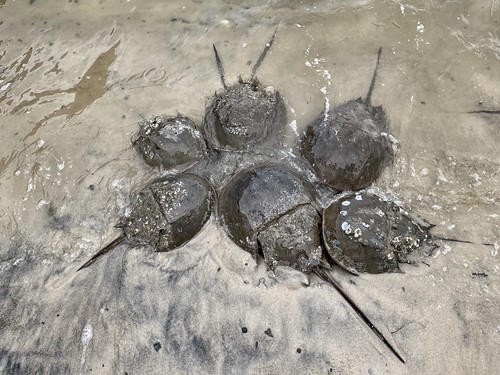 Ancient Horseshoe Crabs Begin Spring Migration to Maryland Beaches