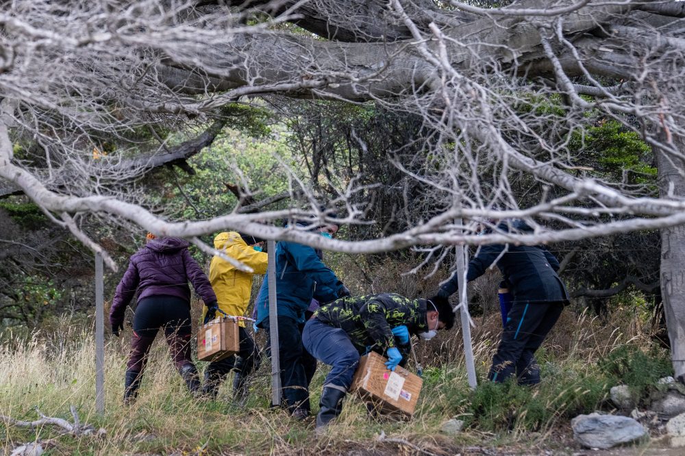 Scientists Trap Rats in Argentina to Find Source of Deadly Cruise Ship Outbreak