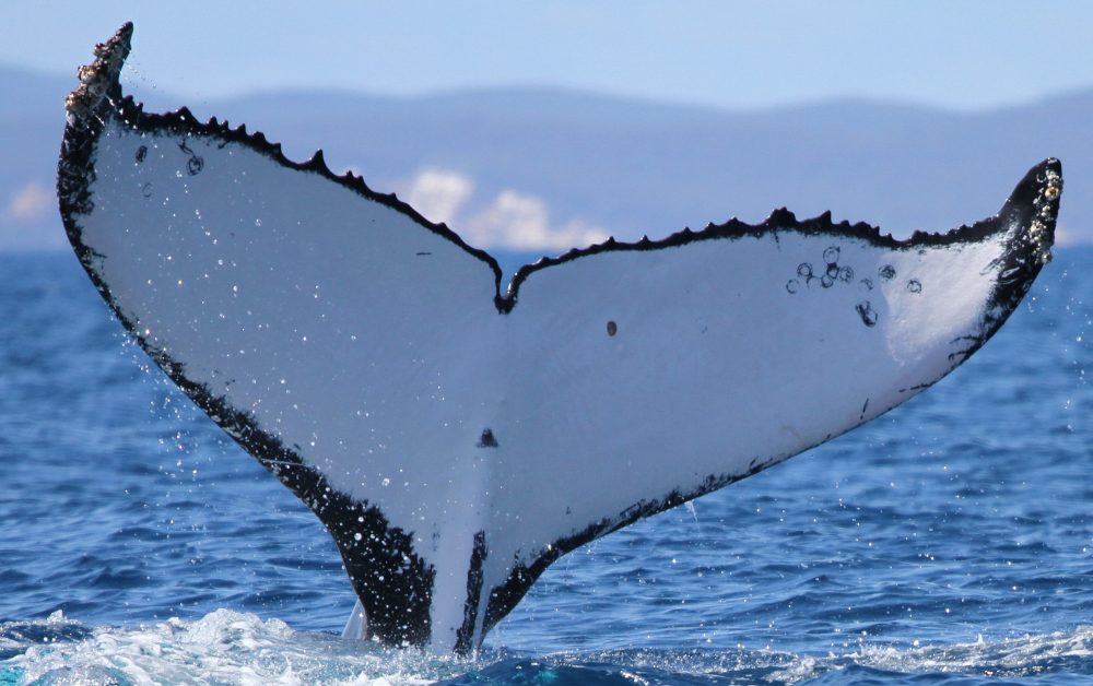 Scientists Track Record-Breaking Whale Journeys Across Pacific Ocean