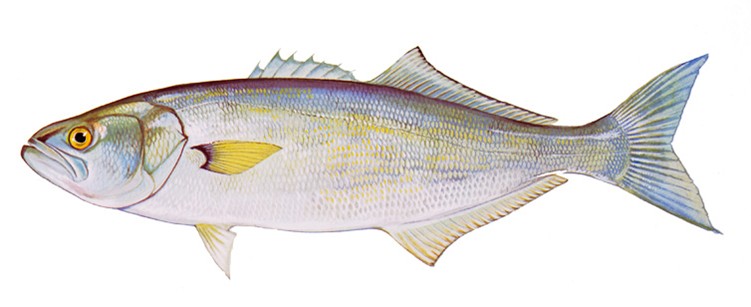 Delaware Increases Daily Catch Limits for Recreational Bluefish Anglers