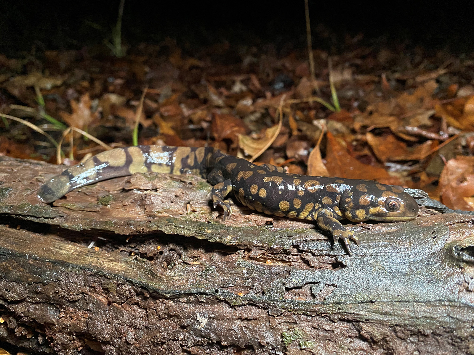 Virginia Drought Creates Mixed Effects for Amphibians and Reptiles
