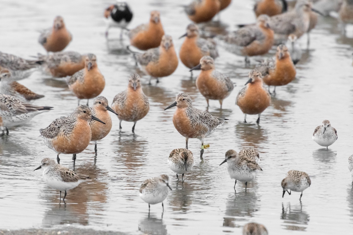 Delaware Bay Becomes Major Rest Stop for Migrating Shorebirds