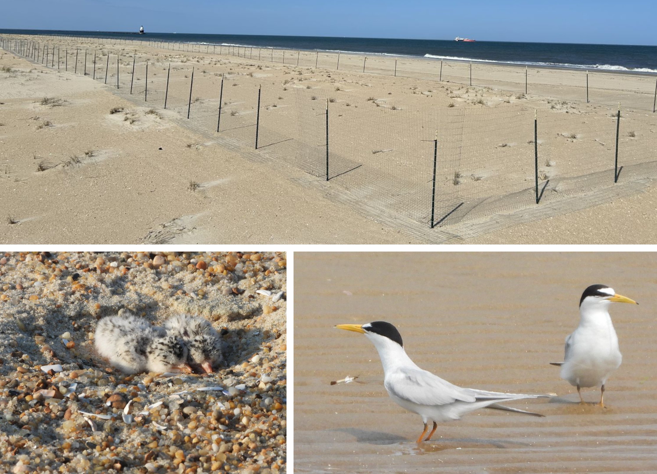 State Wildlife Officials Try Fresh Strategy to Help Struggling Least Terns