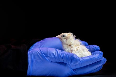Company Successfully Hatches Chicks Using Artificial Eggs in Extinction Project