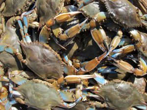 Chesapeake Bay Blue Crab Population Surges 46% in Latest Winter Survey
