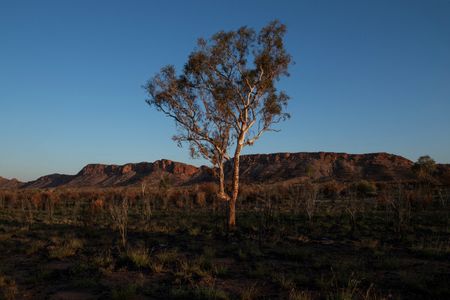 Rising Temperatures Could Wipe Out Plant Species Worldwide, Study Warns