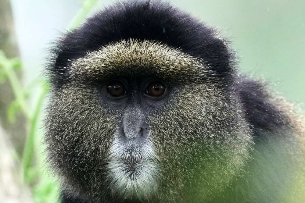 New DNA Technology Helps Track Endangered Species in Rwanda’s National Parks