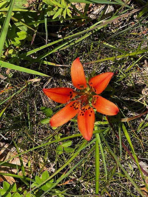 Maryland DNR Updates List of Rare Plants, Including Species Missing for 118 Years