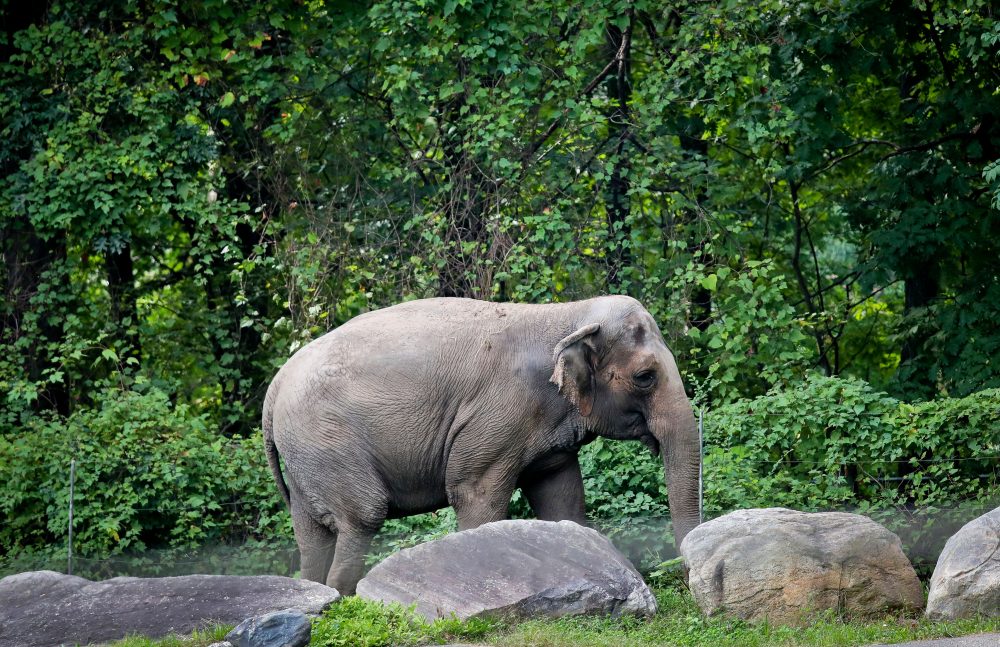 Bronx Zoo Elephant Who Proved Animals Can Recognize Themselves Dies at 55