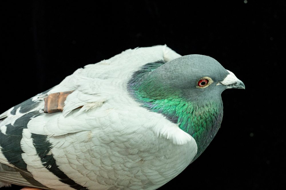 New Research Shows Pigeons Use Their Liver to Navigate Home