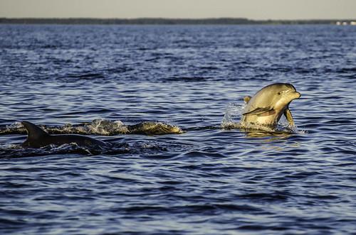 Maryland Officials Seek Public Help Spotting Marine Wildlife This Summer