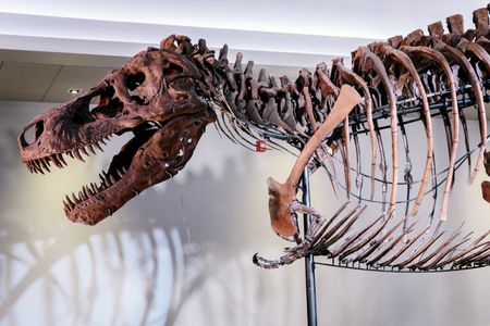 Scientists Solve Mystery of T-Rex’s Massive Head and Tiny Arms