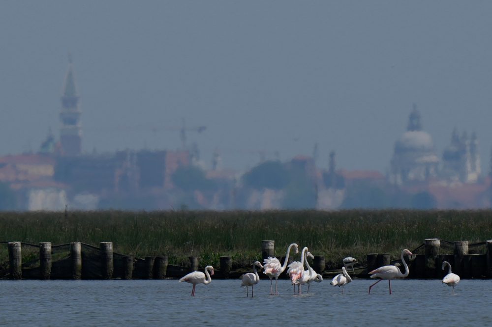 Flamingo Numbers Soar in Venice’s Restored Wetlands