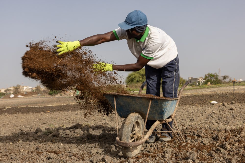 Global War Pushes Farmers to Abandon Chemical Fertilizers for Natural Alternatives