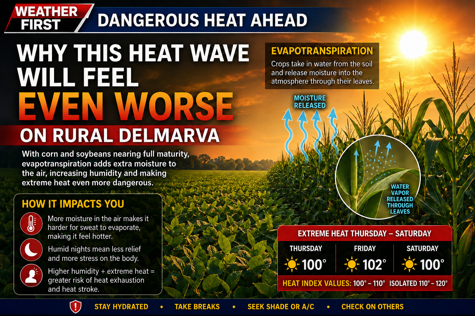 “Corn Sweat” Could Make Delmarva Heat Wave Feel Even Worse in Rural Areas
