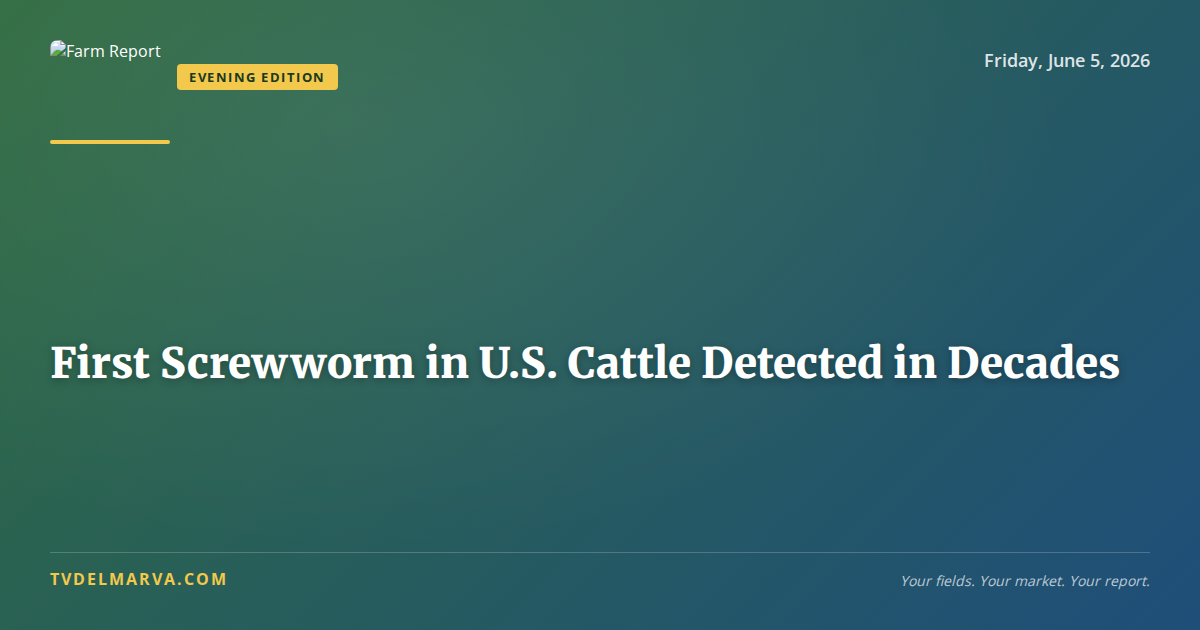 First Screwworm in U.S. Cattle Detected in Decades