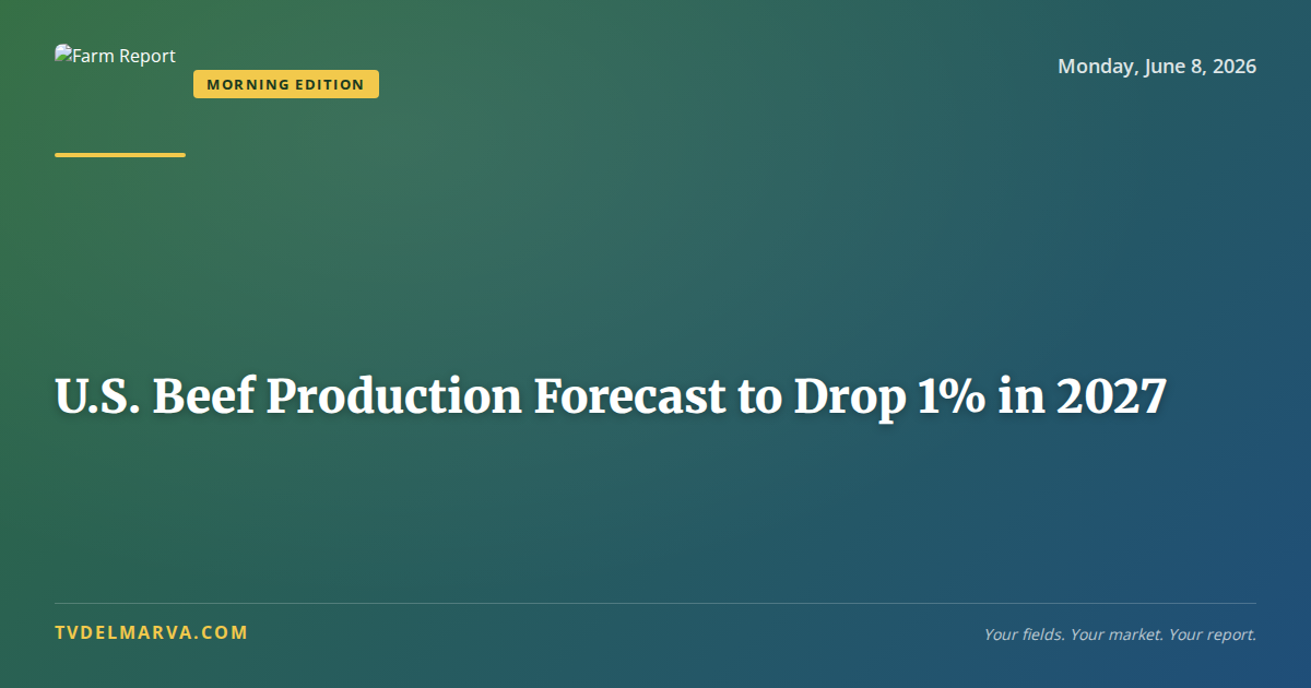 U.S. Beef Production Forecast to Drop 1% in 2027