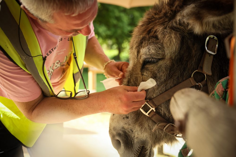 Mental Health Patients Find Healing Through Donkey Therapy in French Hospital