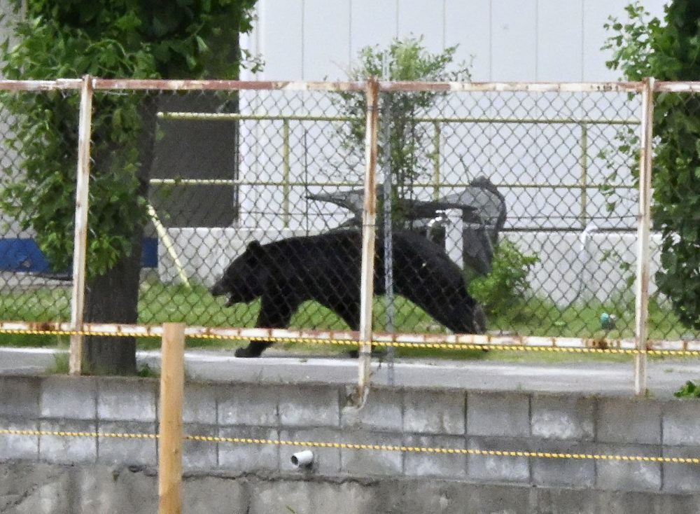 Four Injured in Bear Attack at Japanese Factory as Annual Incidents Reach Record High