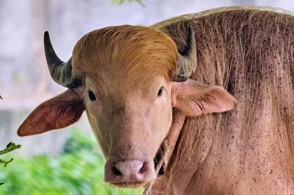 Golden-Haired Albino Buffalo Named After Trump Becomes Zoo Sensation in Bangladesh