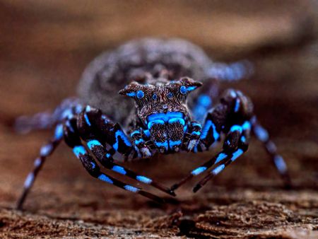 Researchers Discover Dozens of New Species in Angola, Including Glowing Spider