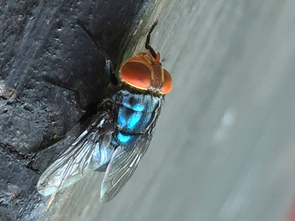 Flesh-Eating Screwworm Fly Returns to Texas After Nearly 60 Years