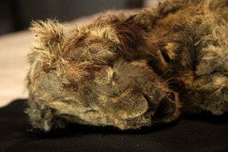 DNA Analysis Reveals Secrets of Massive Ice Age Predator That Hunted Mammoths