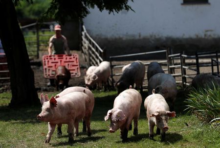 Hungary Confirms First Case of African Swine Fever in Domestic Pigs