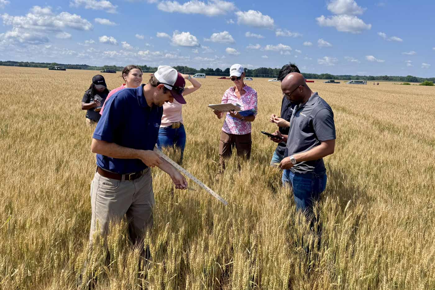 Virginia Wheat Farmers Face Major Losses from Late Freeze and Drought